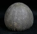 Detailed Psephechinus Fossil Urchin - Morocco #11824-1